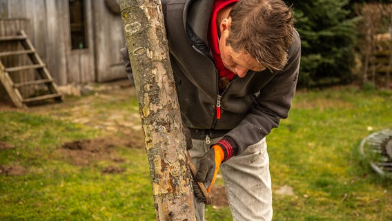 Peter Rasch bürstet den Stamm eines Baums © NDR Foto: Udo Tanske