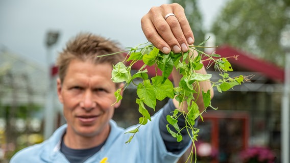 Gartenexperte Peter Rasch hält grüne Triebe einer Ackerwinde in die Kamera. © NDR 