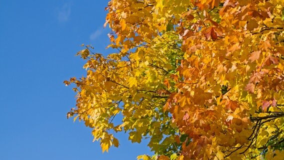Ahornbaum mit herbstlich gefärbten Blättern © Colourbox 