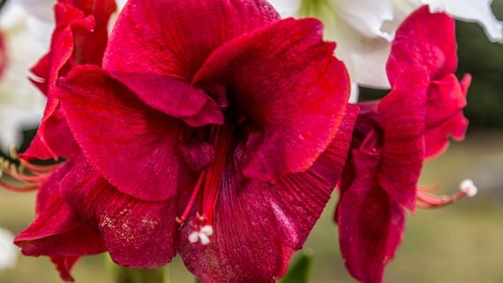 Amaryllis-Blüten © NDR Foto: Udo Tanske