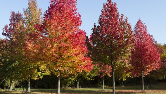 Amberbäume mit herbstlich gefärbten Blättern © imago Foto: Jürgen Schwarz