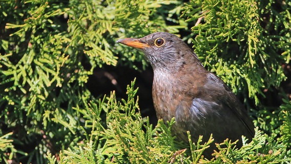 Ein Amselweibchen sitzt in einer Konifere. © imago images Foto: Philippe Ruiz