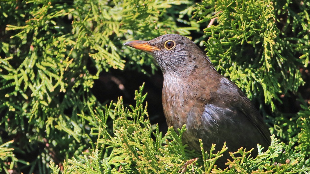 Heimische Gartenvogel Erkennen Ndr De Ratgeber Garten