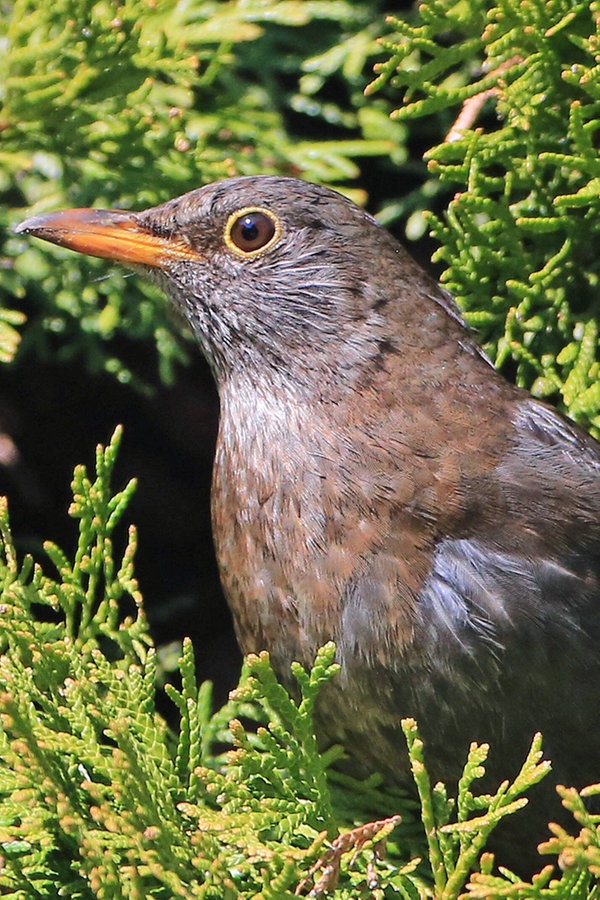 Heimische Gartenvögel erkennen | NDR.de - Ratgeber - Garten