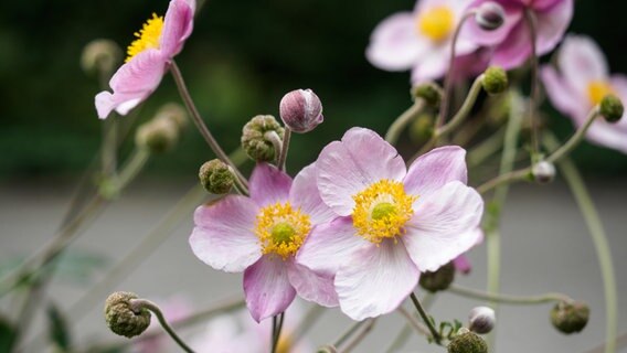 Blüten und Knospen der Anemone im Spätsommer © NDR Foto: Anja Deuble