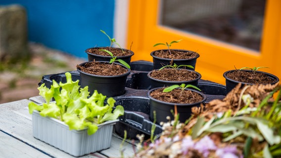 Kleine Salat- und Tomaten-Setzlinge in schwarzen Anzuchttöpfen. © NDR Foto: Udo Tanske