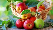 Äpfel © Colourbox Foto: -