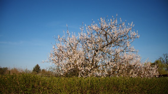 Apfelbaum in Blüte © NDR Foto: Udo Tanske