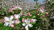 Blühende Apfelbäume im Alten Land © imago/Rust 