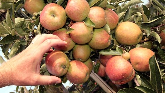 Ein Hand greift nach einem Apfel am Baum © imago/Ralph Peters Foto: Ralph Peters