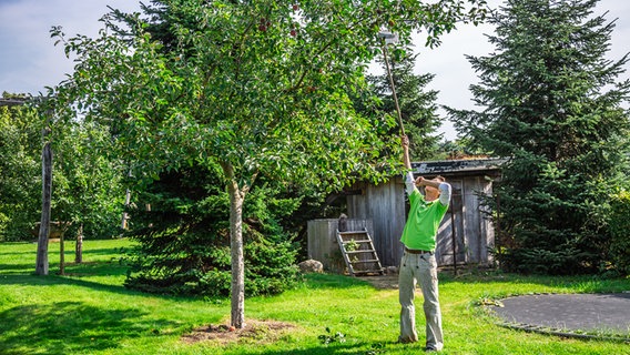 Peter Rasch holt mit seinem selbstgebauten Apfelpflücker Äpfel vom Baum. © NDR Foto: Udo Tanske