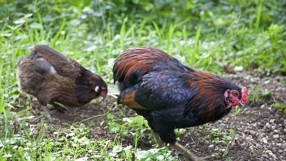 Zwei Araucana-Hühner © picture alliance / blickwinkel/N. Dautel | N. Dautel 