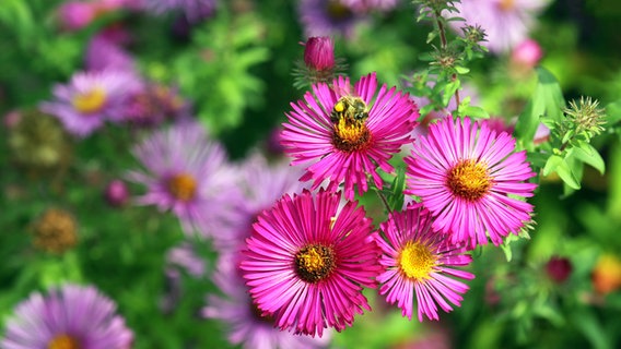 Eine Biene sammelt Nektar auf einer pinkfarbenen Asternblüte. © Panther Media Foto: Gerald Kiefer