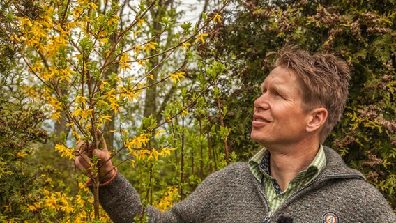 Gärtner Peter Rasch betrachtet eine Blühende Forsythie.  Foto: Udo Tanske