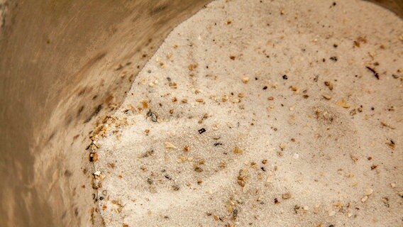 Mit Sand vermischtes Saatgut in einem Eimer.  Foto: Udo Tanske