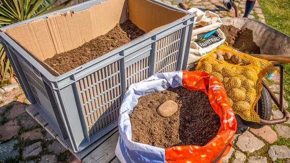 Eine Plastikkiste und ein Plastikbeutel sind mit Erde gefüllt. Daneben steht eine Schubkarre und Pflanzkartoffeln in einem Sack. © NDR Foto: Udo Tanske