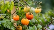 Tomatenpflanze © NDR Foto: Udo Tanske