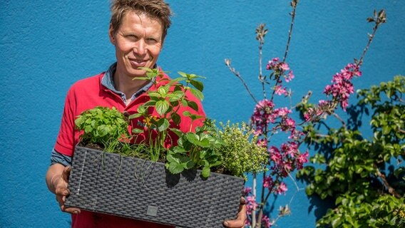 Bienenfreundliche Blumen Fur Den Balkon Ndr De Ratgeber Garten