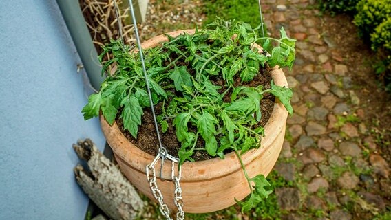 Eine Tomatenpflanze im Hängekübel © NDR Foto: Udo Tanske