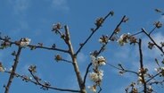 Blüten und Knospen wachsen an beschnittenen Ästen in der Krone eines Kirschbaumes. © NDR Foto: Anja Deuble