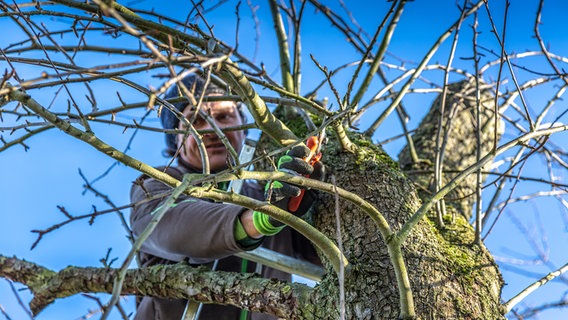 Ein Mann steht in einem Baum und schneidet mit einer Schere Äste ab. © NDR Foto: Udo Tanske