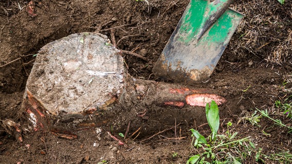 Die Wurzeln eines Baumstumpfes wurden abgetrennt. © NDR Foto: Udo Tanske