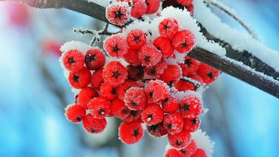 Rote Beeren an einem verschneiten Strauch. © fotolia.com Foto: Mikael Damkier