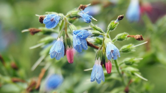Blaue Blüten des kaukasischen Beinwells. © NDR Foto: Anja Deuble