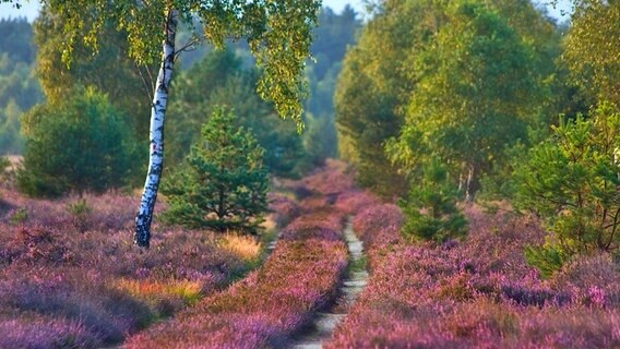 Ein Wanderweg durch blühende Heide im Naturschutzgebiet Marienfließ. © Loki Schmidt Stiftung Foto: Udo Steinhäuser