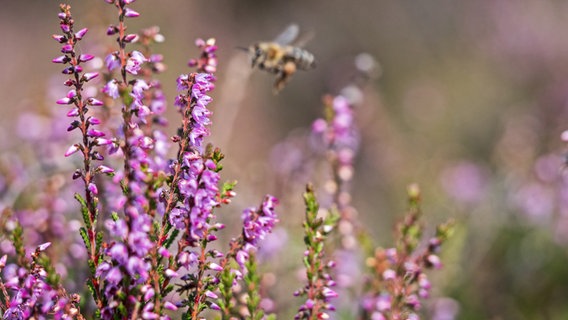 Blühende Besenheide in Nahaufnmahme, im Hintergrund fliegt eine Biene. © Loki Schmidt Stiftung Foto: HermannTimmann
