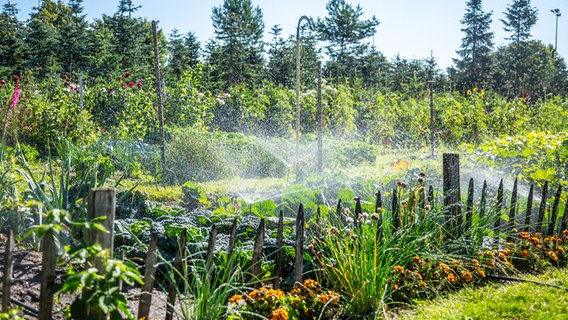 Ein Gemüsegarten wird automatisiert gewässert. © NDR Foto: Udo Tansle