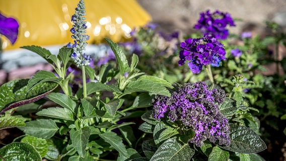 Ein Blumenkasten mit lila blühenden, bienenfreundlichen Pflanzen wie Salvie und Vanillleblume © NDR Foto: Udo Tanske