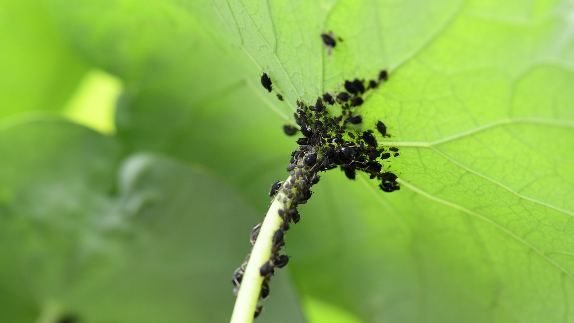 Pflanzen Naturlich Vor Schadlingen Schutzen Ndr De Ratgeber Garten Schadlinge