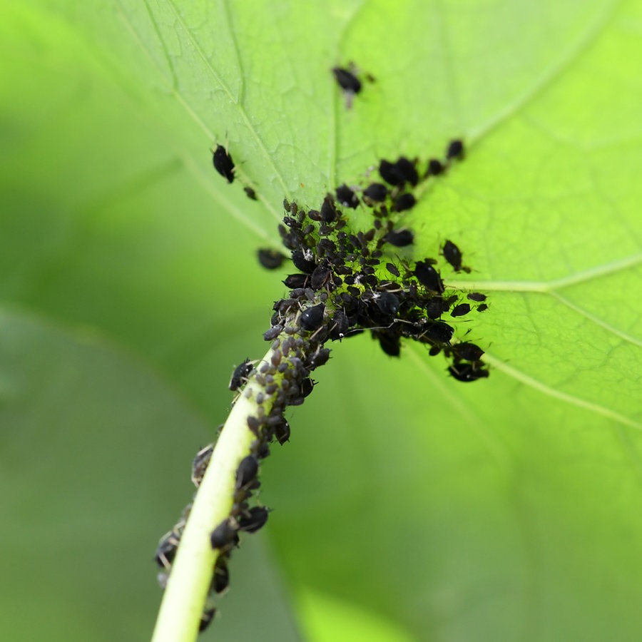 Pflanzen Naturlich Vor Schadlingen Schutzen Ndr De Ratgeber Garten Schadlinge