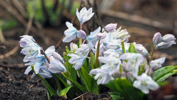 A squill with pale blue flowers and green leaves in a border.  © NDR Photo: Anja Deuble