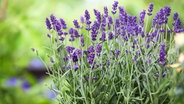 Blühender Lavendel © fotolia Foto: Doris Bredow