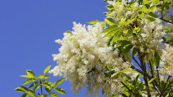 Blüten der Blumenesche an einem Zweig vor blauem Himmel. © imago / blickwinkel 