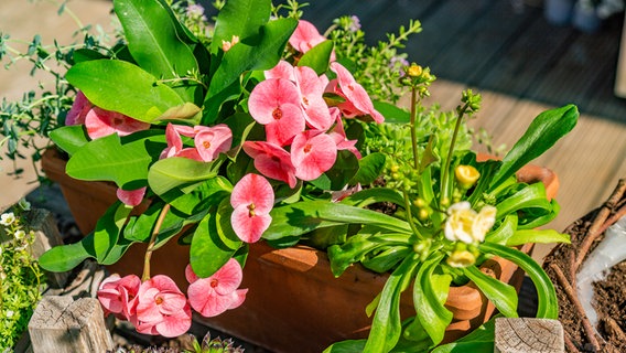 Verschiedene Pflanzen in einem Blumenkasten aus Ton. © NDR Foto: Udo Tanske