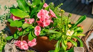 Verschiedene Pflanzen in einem Blumenkasten aus Ton. © NDR Foto: Udo Tanske