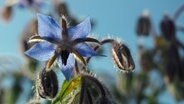 Die blaue Blüte einer Borretsch-Pflanze in einer Nahaufnahme. © NDR Foto: Anja Deuble