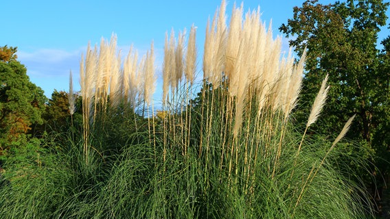 Chinaschilf © fotolia Foto: kyphoto