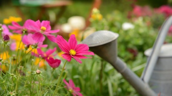 Gießkanne vor Sommerblumen © fotolia Foto: K. U. Häßler
