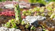 Mit Sempervivum bepflanztes Dach © imago images / CHROMORANGE 