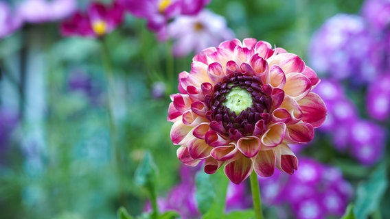 Close-up of a pink dahlia with red petal edges against purple phlox.  © NDR Photo: Anja Deuble