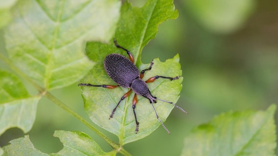 Dickmaulrüssler auf einem Blatt mit typischen Fraßspuren © picture alliance / blickwinkel/F. Hecker | F. Hecker 