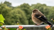 Ein Dompfaff-Jungvogel sitzt auf einem Balkongitter. © NDR Foto: Anja Deuble