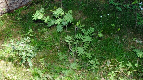 Die Eberesche Sorbus Aucuparia Ndr De Ratgeber Garten