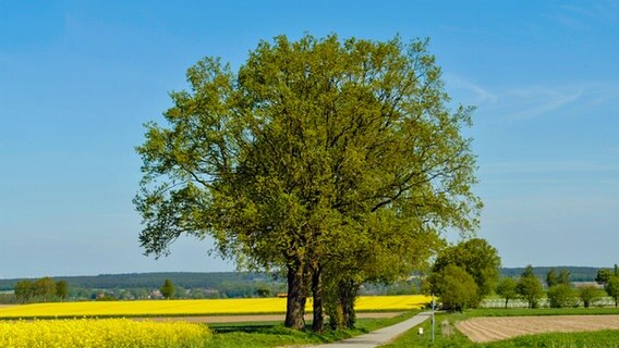 Eiche © Fotolia.com Foto: tsach