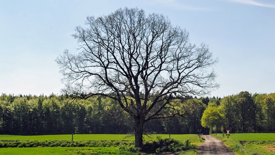 Eiche ohne Laub © Fotolia.com Foto: tsach