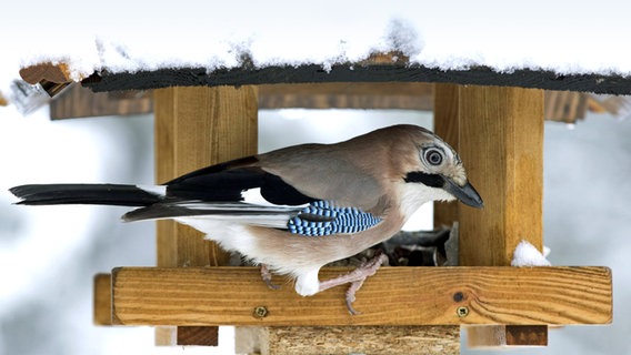 Ein Eichelhäher sitzt in einem schneebedeckten Vogelhaus. © imago images/blickwinkel 